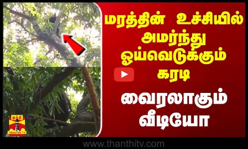 மரத்தின் உச்சியில் அமர்ந்து ஓய்வெடுக்கும் கரடி - வைரலாகும் வீடியோ