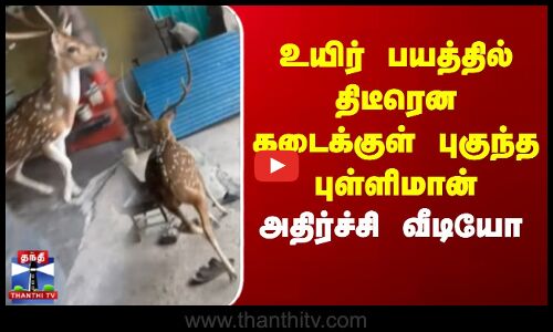 Kovai | Deer | உயிர் பயத்தில் திடீரென கடைக்குள் புகுந்த புள்ளிமான் - அதிர்ச்சி வீடியோ