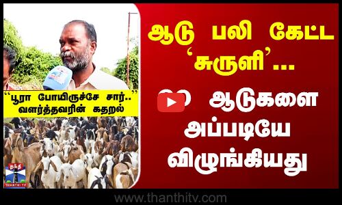 Theni | ஆடு பலி கேட்ட `சுருளி’... 60 ஆடுகளை அப்படியே விழுங்கியது