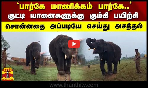 `பார்கே மாணிக்கம் பார்கே.. - குட்டி யானைகளுக்கு கும்கி பயிற்சி.. சொன்னதை அப்படியே செய்து அசத்தல்