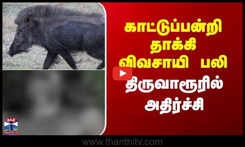 Thiruvarur | காட்டுப்பன்றி தாக்கி விவசாயி பலி - திருவாரூரில் அதிர்ச்சி