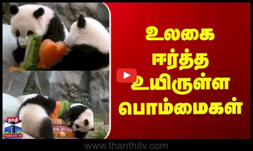 Baby Panda | Viral Video | உலகை ஈர்த்த உயிருள்ள பொம்மைகள்