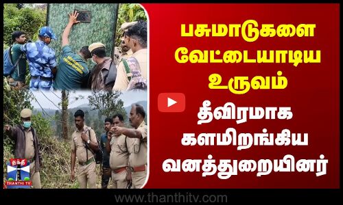 பசுமாடுகளை வேட்டையாடிய உருவம் | தீவிரமாக களமிறங்கிய வனத்துறையினர்
