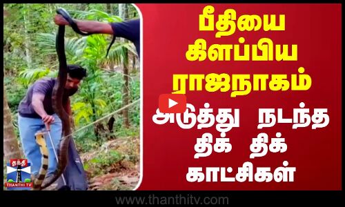 King Cobra | Snake | பீதியை கிளப்பிய ராஜநாகம் - அடுத்து நடந்த திக் திக் காட்சிகள்