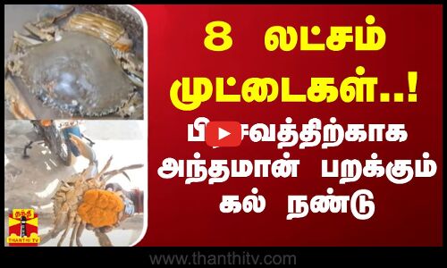 8 லட்சம் முட்டைகள்.! பிரசவத்திற்காக அந்தமான் பறக்கும் கல் நண்டு | Crab