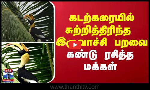 கடற்கரையில் சுற்றித்திரிந்த  இருவாச்சி பறவை - கண்டு ரசித்த மக்கள்