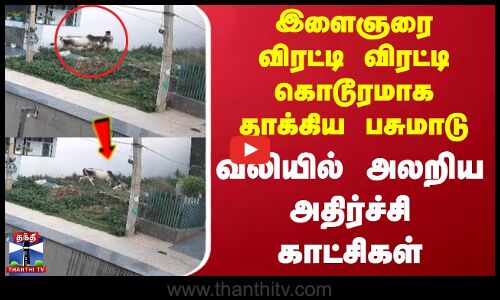 இளைஞரை விரட்டி விரட்டி கொடூரமாக தாக்கிய பசுமாடு - வலியில் அலறிய அதிர்ச்சி காட்சிகள்