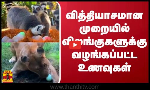 `ஈஸ்டர் பண்டிகை - வித்தியாசமான முறையில் விலங்குகளுக்கு வழங்கப்பட்ட உணவுகள்