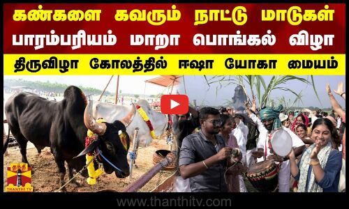 கண்களை கவரும் நாட்டு மாடுகள்.. பாரம்பரியம் மாறா பொங்கல் விழா.. திருவிழா கோலத்தில் ஈஷா யோகா மையம்