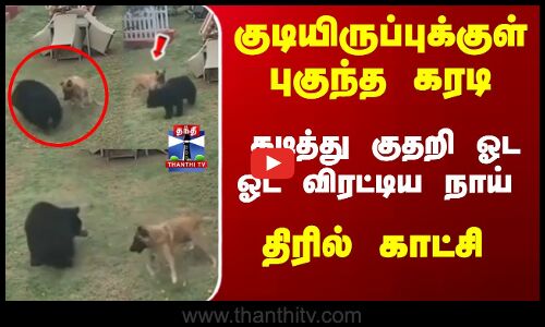 குடியிருப்புக்குள் புகுந்த கரடி... கடித்து குதறி ஓட ஓட விரட்டிய நாய் - திரில் காட்சி