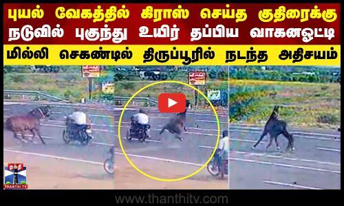 புயல் வேகத்தில் கிராஸ் செய்த குதிரைக்கு நடுவில் புகுந்து உயிர் தப்பிய வாகன ஓட்டி