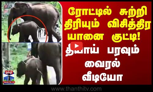 ரோட்டில் சுற்றி திரியும் விசித்திர யானை குட்டி! தீயாய் பரவும் வைரல் வீடியோ