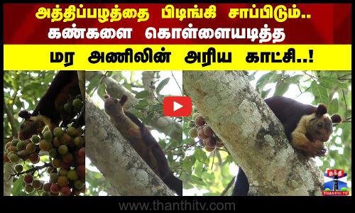 அத்திப்பழத்தை பிடிங்கி சாப்பிடும்.. கண்களை கொள்ளையடித்த மர அணிலின் அரிய காட்சி..!