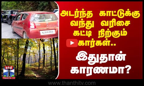 அடர்ந்த காட்டில் வரிசை கட்டி நிற்கும் கார்கள் - இதுதான் காரணமா?