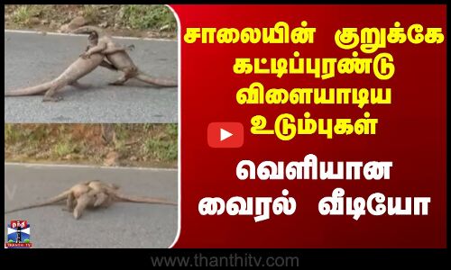 Nilgris |சாலையின் குறுக்கே கட்டிப்புரண்டு விளையாடிய உடும்புகள்.. வெளியான வைரல் வீடியோ