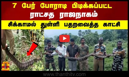 7 பேர் போராடி பிடிக்கப்பட்ட ராட்சத ராஜநாகம்.. சிக்காமல் துள்ளி பதறவைத்த காட்சி