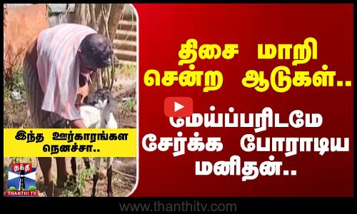 திசை மாறி சென்ற ஆடுகள்.. மேய்ப்பரிடமே சேர்க்க போராடிய மனிதன்