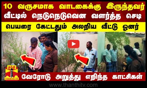 10 வருசமாக வாடகைக்கு இருந்தவர் வீட்டில் நெடுநெடுவென வளர்த்த செடி..பெயரை கேட்டதும் அலறிய வீட்டு ஓனர்