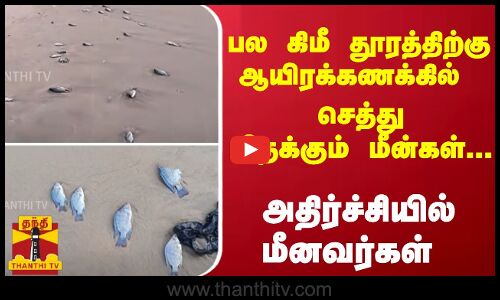 பல கிமீ தூரத்திற்கு ஆயிரக்கணக்கில் செத்து மிதக்கும் மீன்கள்... அதிர்ச்சியில் மீனவர்கள்