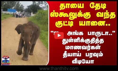 Krishnagiri | தாயை தேடி ஸ்கூலுக்கு வந்த குட்டி யானை.. ஐ.. அங்க பாருடா.. துள்ளிக்குதித்த மாணவர்கள்!