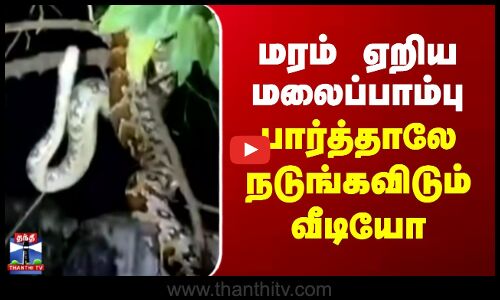 Python | Kerala | மரம் ஏறிய மலைப்பாம்பு.. பார்த்தாலே நடுங்கவிடும் வீடியோ