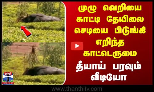 முழு வெறியை காட்டி தேயிலை செடியை பிடுங்கி எறிந்த காட்டெருமை