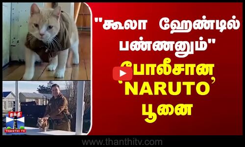 கூலா ஹேண்டில் பண்ணனும் போலீசான `NARUTO பூனை