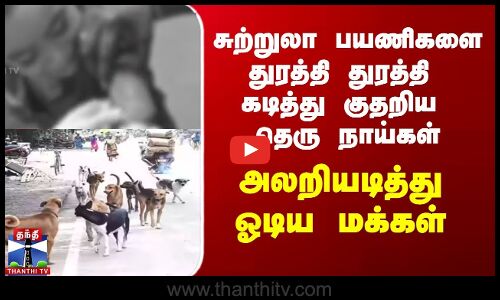 சுற்றுலா பயணிகளை துரத்தி துரத்தி கடித்த தெரு நாய்கள், அலறியடித்து ஓடிய மக்கள்