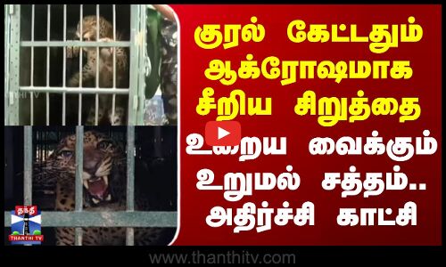 குரல் கேட்டதும் ஆக்ரோஷமாக சீறிய சிறுத்தை - உறைய வைக்கும் உறுமல் சத்தம்..