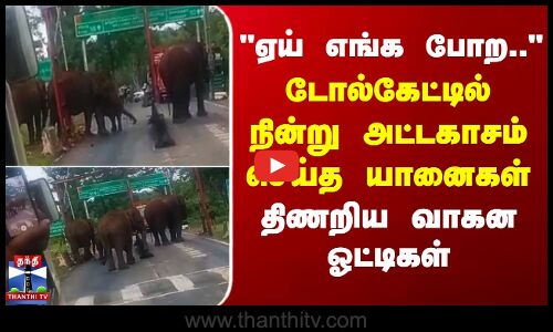 Elephant | ஏய் எங்க போற.. - டோல்கேட்டில் நின்று அட்டகாசம் செய்த யானைகள் - திணறிய வாகன ஓட்டிகள்