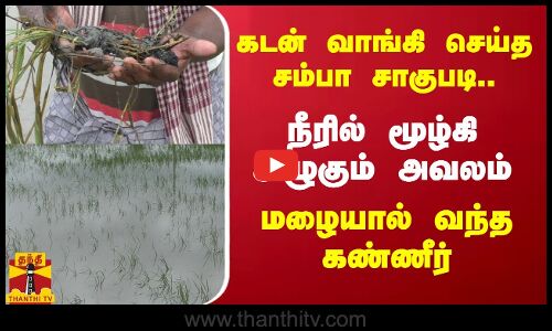 கடன் வாங்கி  செய்த சம்பா சாகுபடி..நீரில் மூழ்கி அழுகும் அவலம்..மழையால் வந்த கண்ணீர்.