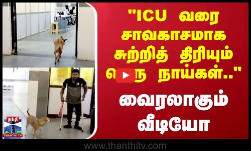 ICU வரை சாவகாசமாக சுற்றித் திரியும் தெரு நாய்கள்.. வைரலாகும் வீடியோ
