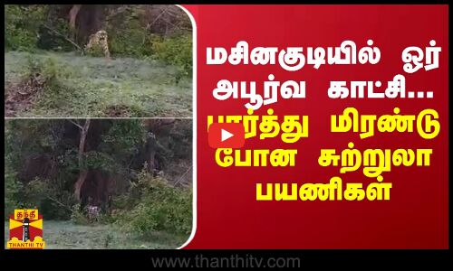 மசினகுடியில் ஓர் அபூர்வ காட்சி... பார்த்து மிரண்டு போன சுற்றுலா பயணிகள்