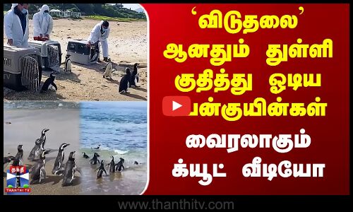 `விடுதலை’ ஆனதும் துள்ளி குதித்து ஓடிய பென்குயின்கள் -  வைரலாகும் க்யூட் வீடியோ