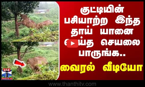 குட்டியின் பசியாற்ற இந்த தாய் யானை செய்த செயலை பாருங்க.. வைரல் வீடியோ