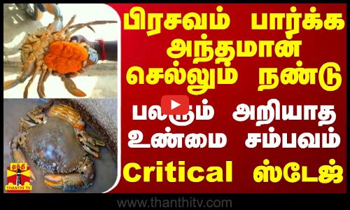பிரசவம் பார்க்க அந்தமான் செல்லும் நண்டு - பலரும் அறியாத உண்மை சம்பவம்