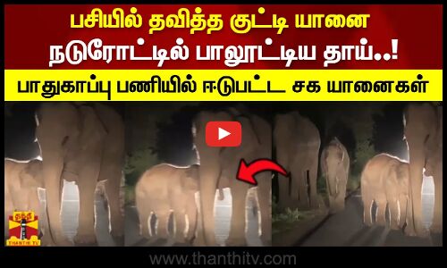 பசியில் தவித்த குட்டி யானை நடுரோட்டில் பாலூட்டிய தாய்..!பாதுகாப்பு பணியில் ஈடுபட்ட சக யானைகள்