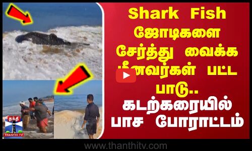 Shark Fish ஜோடிகளை சேர்த்து வைக்க மீனவர்கள் பட்ட பாடு.. கடற்கரையில் பாச போராட்டம்