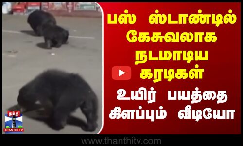 Nilagiri | Bear Viral Video | பஸ் ஸ்டாண்டில் கேசுவலாக நடமாடிய கரடிகள்..உயிர் பயத்தில் நீலகிரி மக்கள்