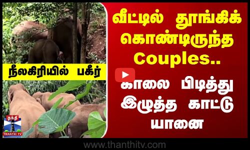 வீட்டில் தூங்கிக் கொண்டிருந்த Couples..காலை பிடித்து இழுத்த காட்டு யானை.