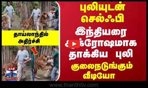 புலியுடன் செல்ஃபி... இந்தியரை ஆக்ரோஷமாக தாக்கிய வீடியோ