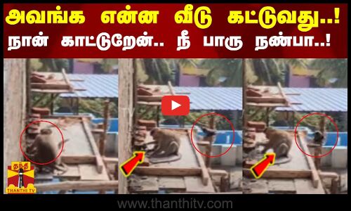 கொத்தனாராக மாறிய குரங்கு..!  வேடிக்கை பார்த்த காக்கா