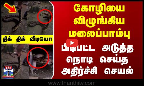 கோழியை விழுங்கிய மலைப்பாம்பு - பிடிபட்ட அடுத்த நொடி செய்த அதிர்ச்சி செயல்