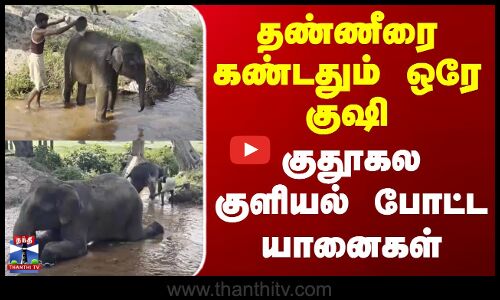 MadhyaPradesh | Elephant | தண்ணீரை கண்டதும் ஒரே குஷி.. குதூகல குளியல் போட்ட யானைகள்