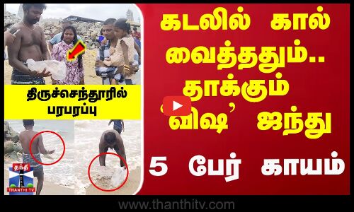 கடலில் கால் வைத்ததும்.. தாக்கும் `விஷ ஜந்து... திருச்செந்தூரில் பரபரப்பு