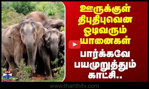 Krishnagiri Elephants | ஊருக்குள் திபுதிபுவென ஓடிவரும் யானைகள் - பார்க்கவே பயமுறுத்தும் காட்சி..