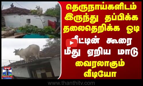 Cow | Dog | Viral Video |தெருநாய்களிடம் இருந்து தப்பிக்க தலைதெறிக்க ஓடி வீட்டின் கூரை மீது ஏறிய மாடு