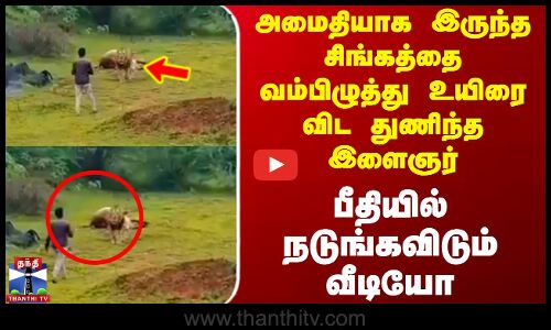 Gujarat | lion | Viral Video | அமைதியாக இருந்த சிங்கத்தை வம்பிழுத்து உயிரை விட துணிந்த இளைஞர்