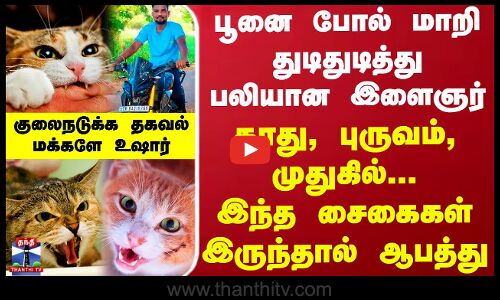 பூனை போல் மாறி துடிதுடித்து பலியான இளைஞர் - காது, புருவம், முதுகில் இந்த சைகைகள் இருந்தால் ஆபத்து