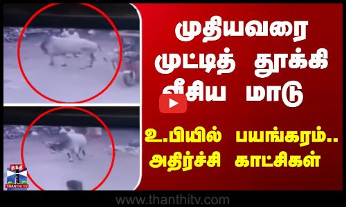 முதியவரை முட்டித் தூக்கி வீசிய காளை மாடு - உ.பியில் அதிர்ச்சி